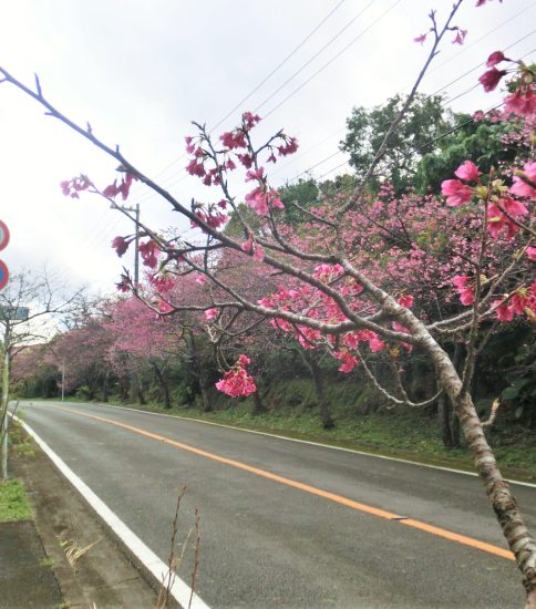 桜